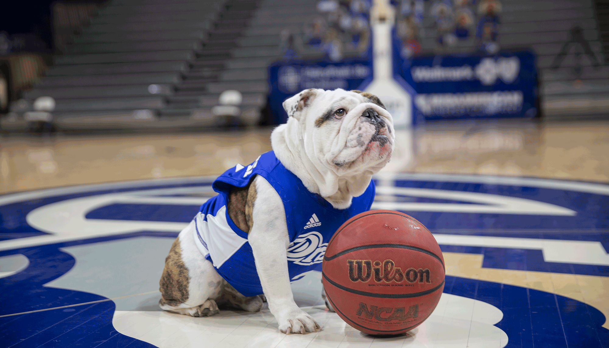 Drake live mascot, a bulldog named Griff II posing with basketball