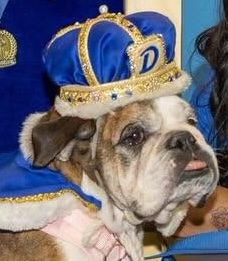 Flroa - the 2026 winner of the Beautiful Bulldog Contest at Drake University