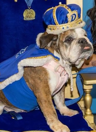 Flora - the 2026 winner of the Beautiful Bulldog Contest at Drake University