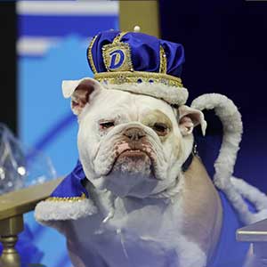 Patch - the 2023 winner of the Beautiful Bulldog Contest at Drake University