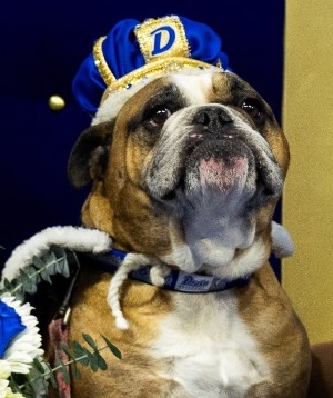 Milo - the 2025 winner of the Beautiful Bulldog Contest at Drake University