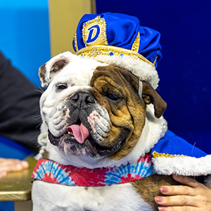 Pumpkin - the 2024 winner of the Beautiful Bulldog Contest at Drake University